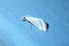 Microtheoris