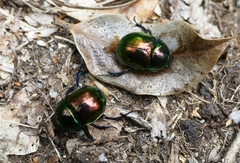 Trypocopris pyrenaeus