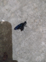 Synoeca septentrionalis