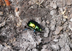 Trypocopris pyrenaeus