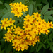 Tagetes nelsonii - Photo (c) James Gaither, some rights reserved (CC BY-NC-ND)