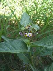 Solanum