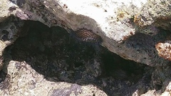 Acanthopleura spinosa