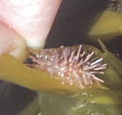 Strongylocentrotidae