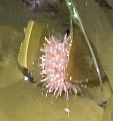 Strongylocentrotidae