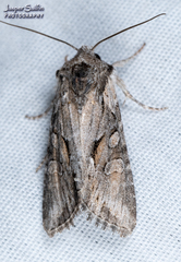 Lateroligia ophiogramma