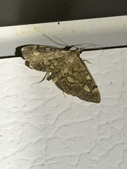 Anania coronata