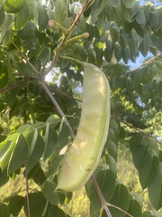 Gymnocladus