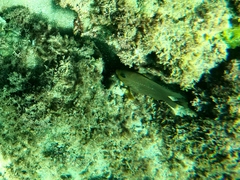 Stegastes rectifraenum