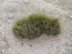 Ephedra multiflora