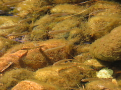 Rhinichthys atratulus