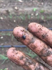 Disonycha triangularis