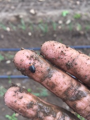 Disonycha triangularis