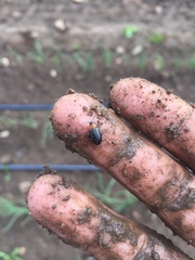 Disonycha triangularis