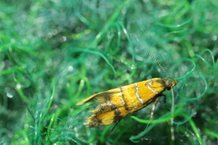 Promalactis procerella