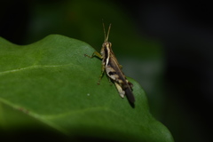 Omalotettix obliquus