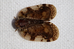 Aprivesa exuta