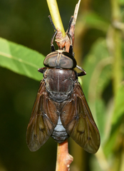 Tabanus proximus