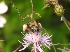 Svastra obliqua obliqua