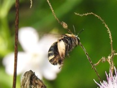Svastra obliqua obliqua