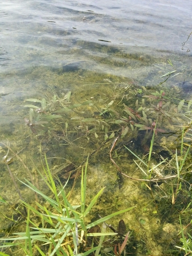 Image of Hygrophila polysperma by no rights reserved