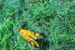 Promalactis procerella