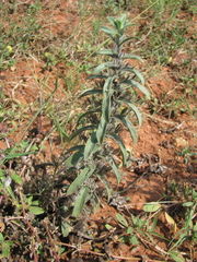 Andrographis echioides