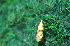 Cochylidia heydeniana