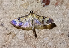 Salbia lotanalis