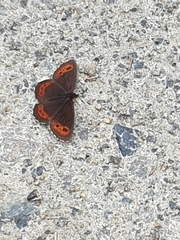 Erebia ligea