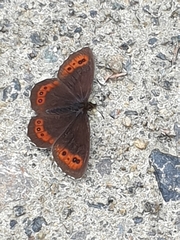 Erebia ligea