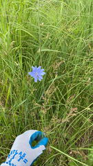 Cichorium intybus