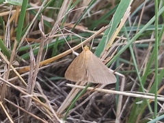 Evergestis aenealis