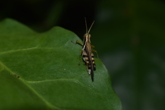 Omalotettix obliquus
