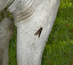Tabanus proximus