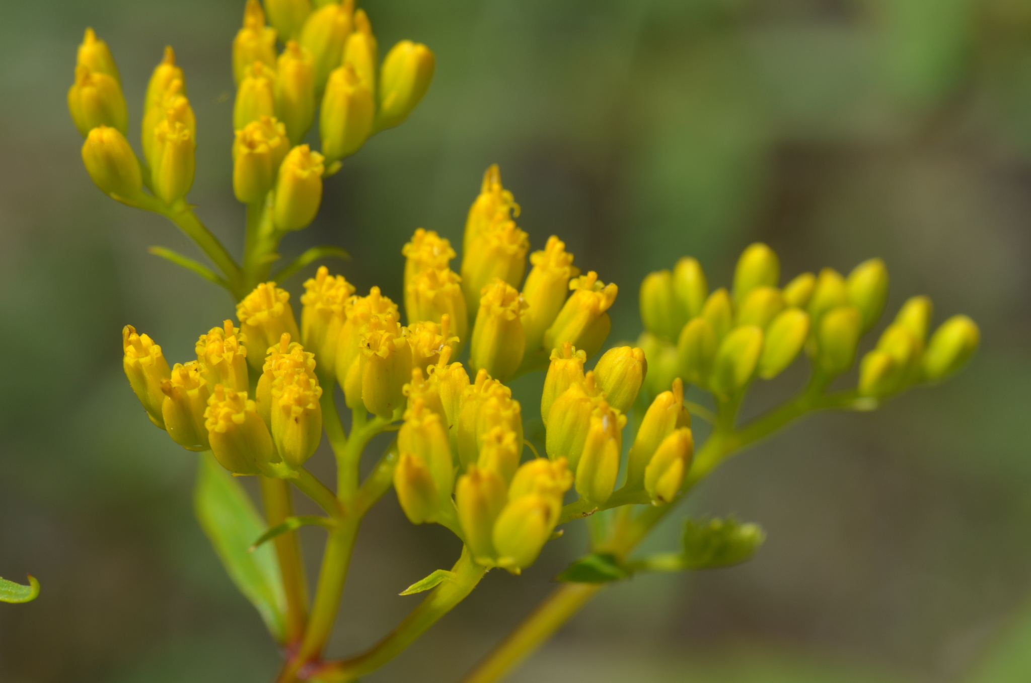 Flaveria linearis
