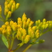 線葉黃頂菊 - Photo (c) jimduggan24，保留部份權利CC BY