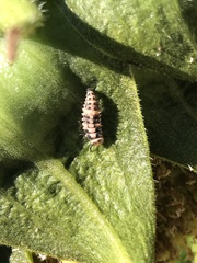Coccinellidae