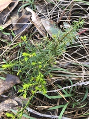 Tetratheca pilosa