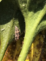 Coccinellidae