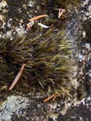 Campylopus atrovirens