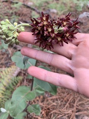 Asclepias hypoleuca