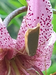 Eilema depressa