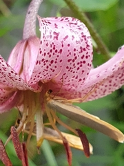 Eilema depressa
