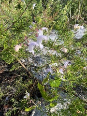 Conradina grandiflora image