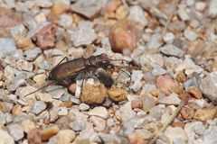 Cicindela purpurea