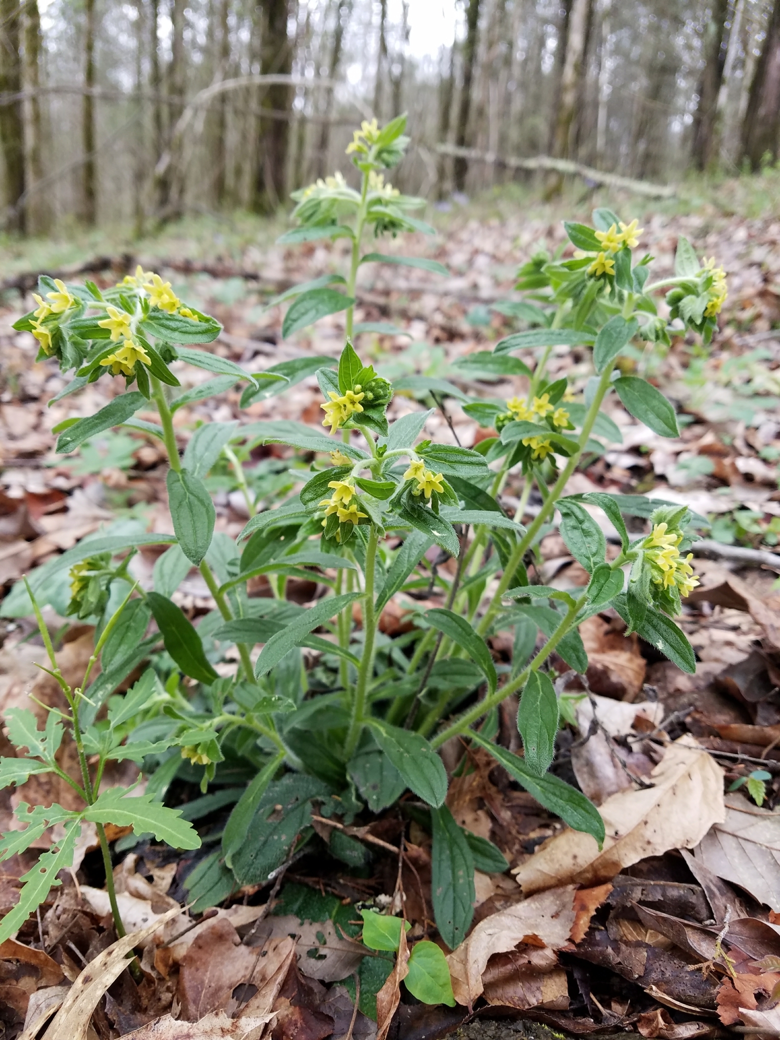 Lithospermum tuberosum