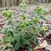 Lithospermum tuberosum - Photo (c) karenandphillip, algunos derechos reservados (CC BY-NC), subido por karenandphillip