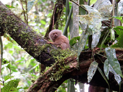 Cebuella pygmaea