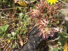 Anthyllis vulneraria rubriflora